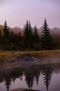 Reflection of trees in lake during sunrise