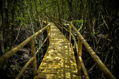 View of bamboo trees in forest