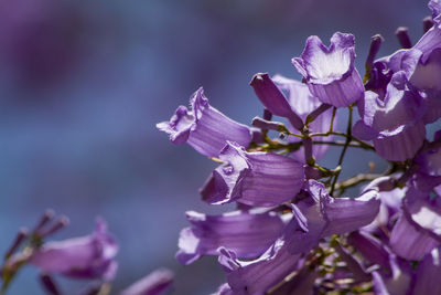 Close-up of flowers blooming on tree