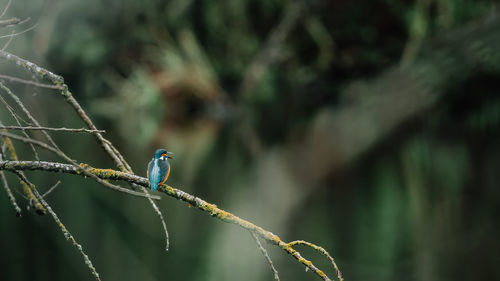 Close-up of bird perching on branch