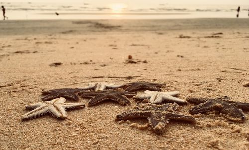 Close-up of crab on beach