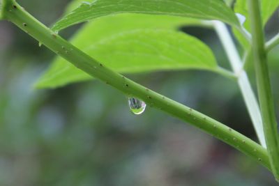 Close-up of wet green plant