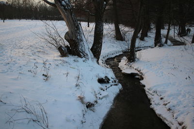 Trees in snow during winter