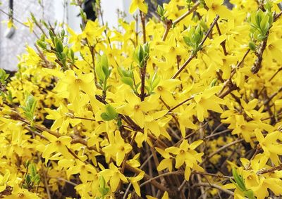 Close-up of yellow flowers