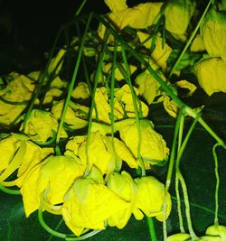 Close-up of yellow flowers