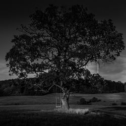 Tree on field against sky