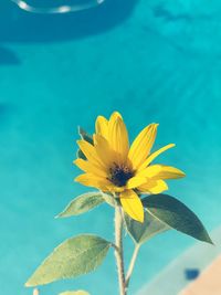 Close-up of yellow flower against blue sky