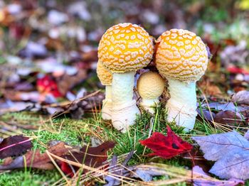 Close-up of mushroom growing on field