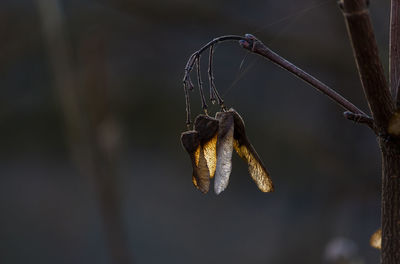 Close-up of dry leaf hanging on branch