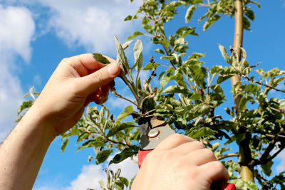 Close-up of person cutting plants against sky