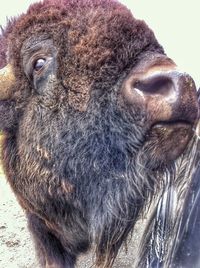 Close-up portrait of an animal