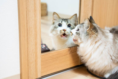 Portrait of cat at home