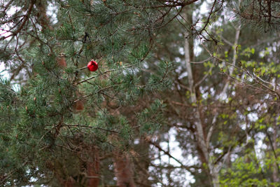 Low angle view of red berries on tree