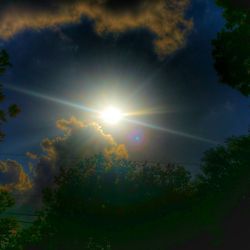 Sun shining through trees