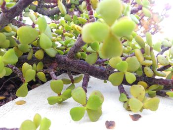 Close-up of fruits on tree