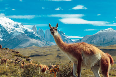 Portrait of llama standing against mountain and sky