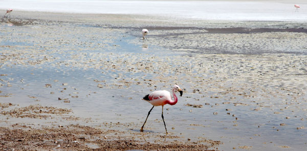 View of birds in water