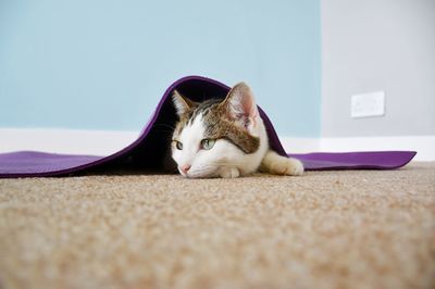 Cat resting under yoga mat at home 