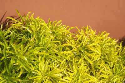 plant