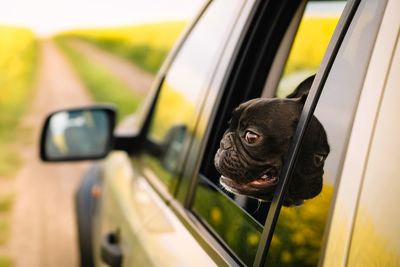 French bulldog dog looking through car window on rapseed field