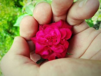 Close-up of hand holding flower