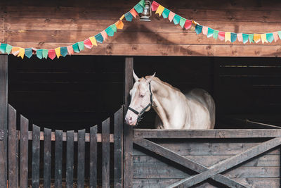 Portrait of cat standing in stable