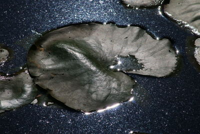 Close-up of water drops on leaf