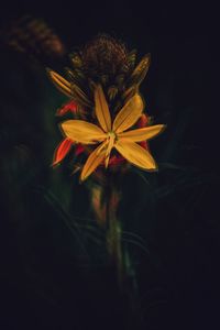 Close-up of yellow flowering plant against black background