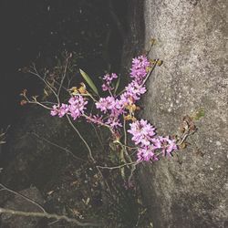 High angle view of pink flowers blooming outdoors