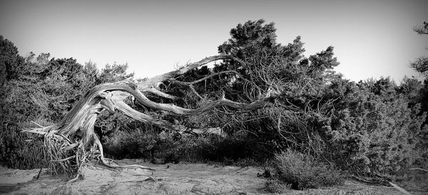 Trees on field