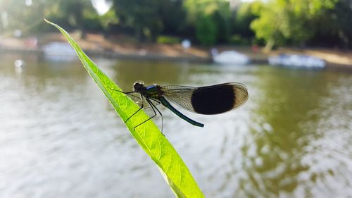 Close-up of insect on leaf over lake