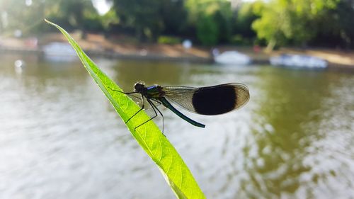 Close-up of dragonfly