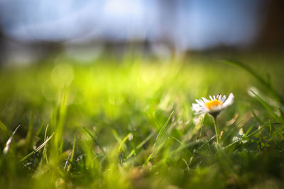 Close-up of flowering plant on field