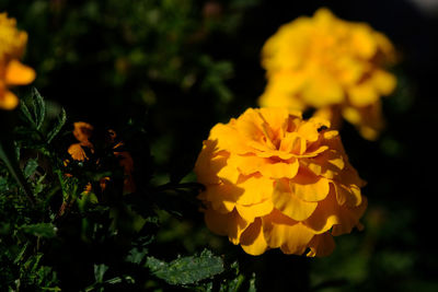 Close-up of yellow flowering plant