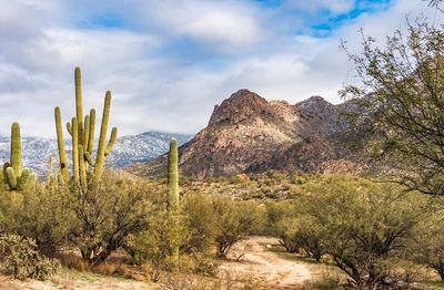 Cactus growing in desert against sky