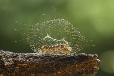 Dragonfly on tendril