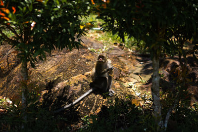 Monkey sitting in a forest