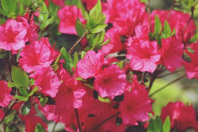 Close-up of pink flowering plants