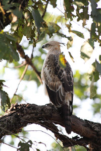 Eagle perching on tree trunk