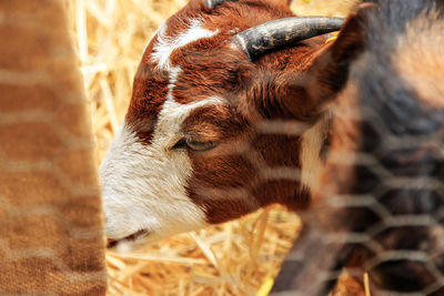 Little goat on a traditional craftsman image.