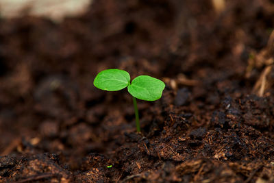 Young tree plant sprout and growing through the cracked humus floor