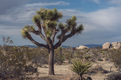 Trees on landscape against sky