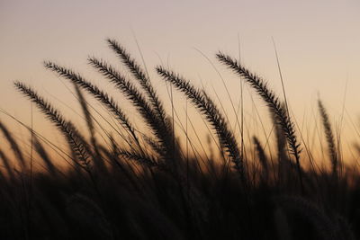 Close-up of stalks in field against sunset sky