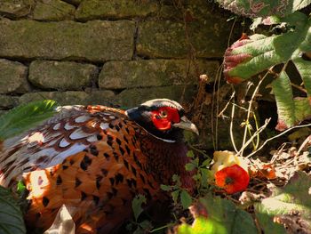 Close-up of pheasant by wall