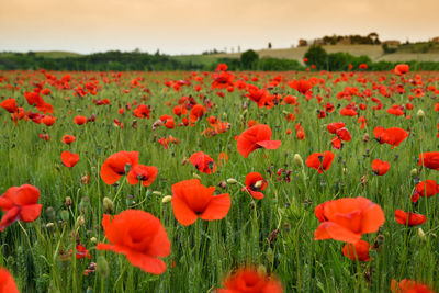 Close-up of red poppies on field against sky