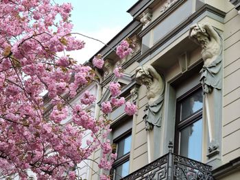 Low angle view of pink flowering tree by building