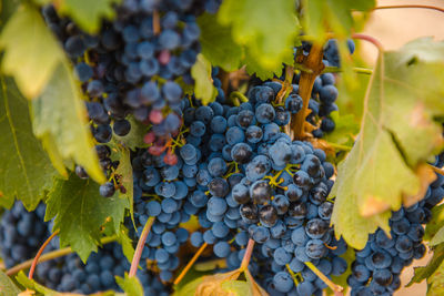 Close-up of grapes growing in vineyard