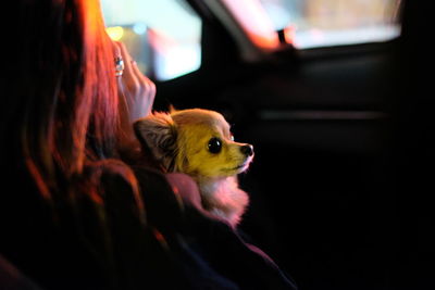 Close-up of a dog looking away