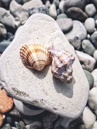 Close-up of seashell on rock at beach