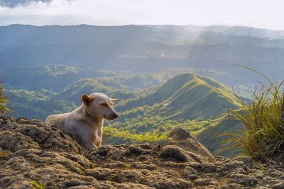 Sheep on mountain against sky